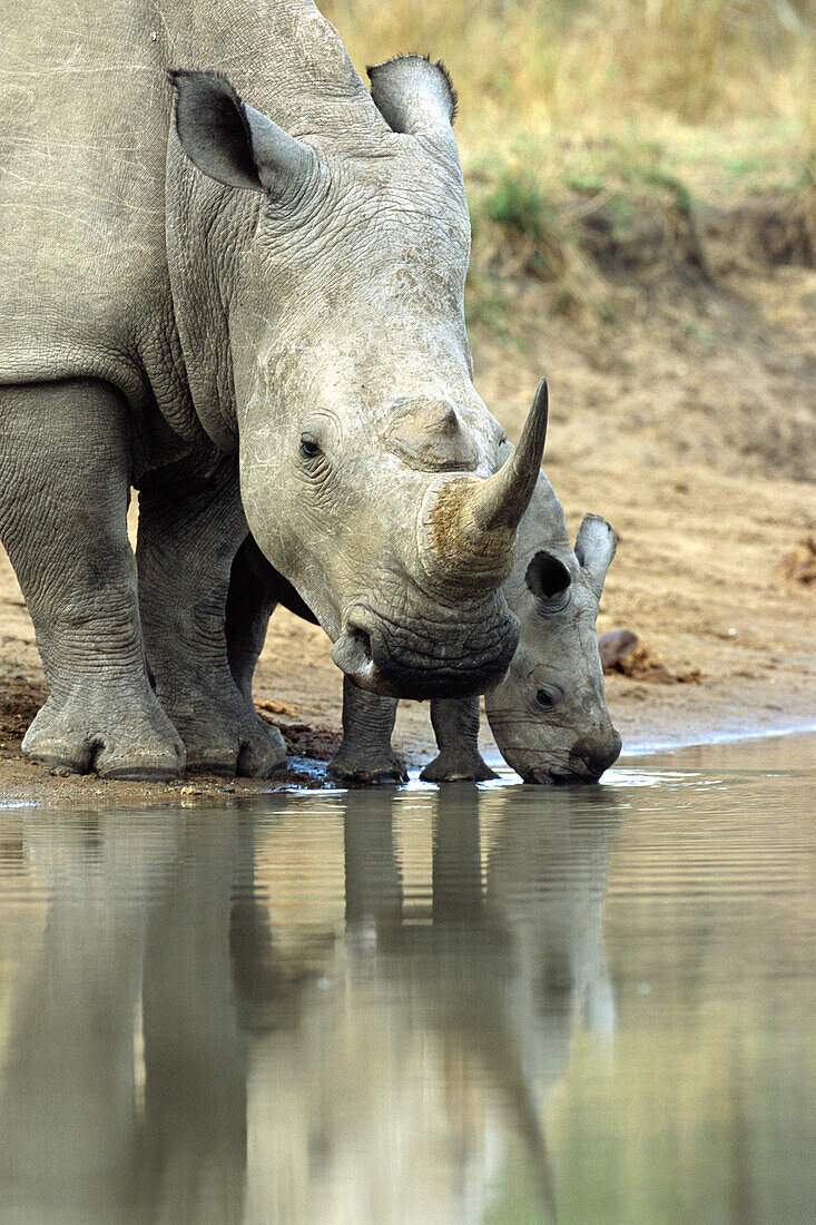 Breitmaulnashorn mit Junges beim Trinken, Ceratotherium simum, Mkhaya Game Reserve, Swasiland, Afrika