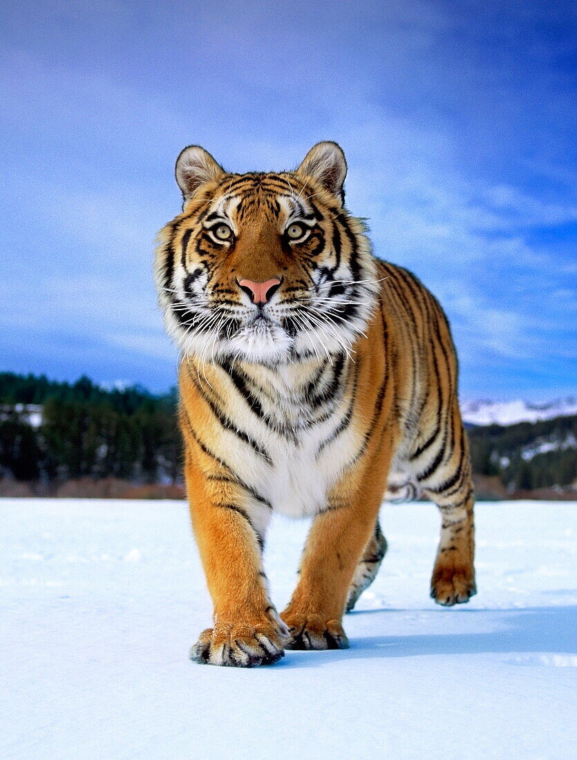 Siberian tiger in the snow, Panthera tigris, USA (taken under controlled conditions)