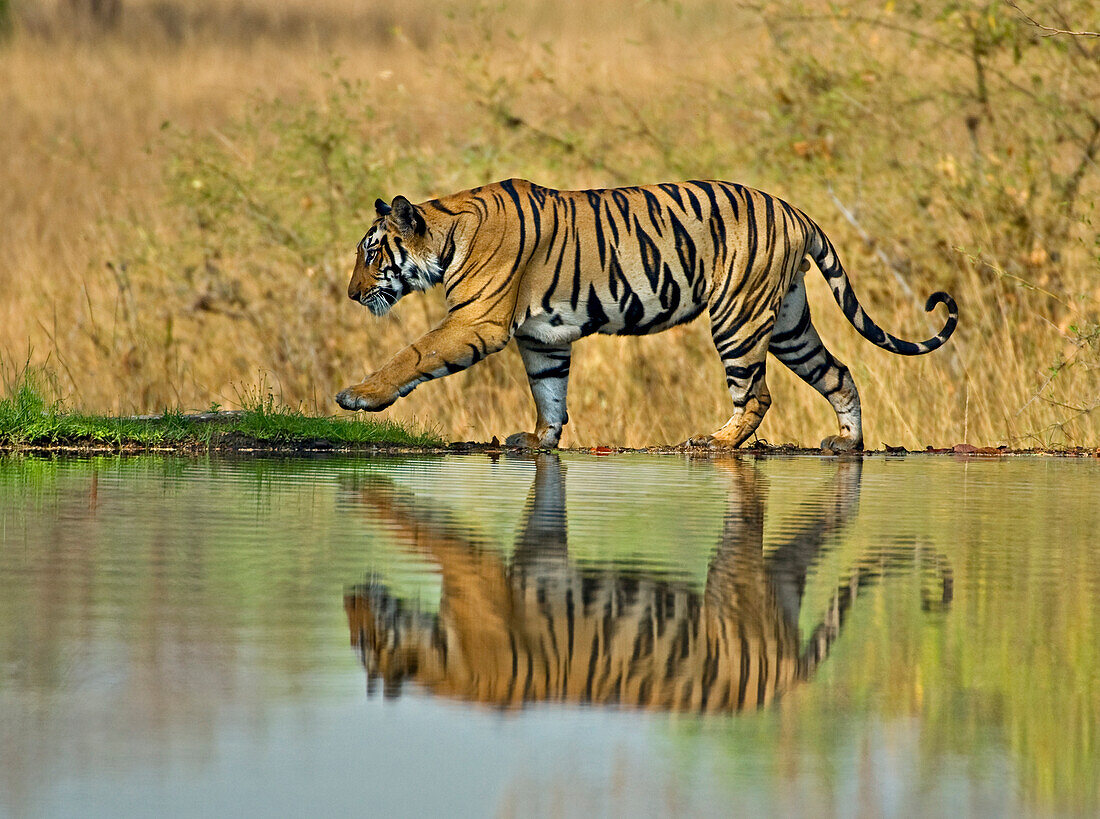 Männlicher Königstiger, Panthera tigris tigris, läuft um einen See herum, Bandhavgarh, Indien