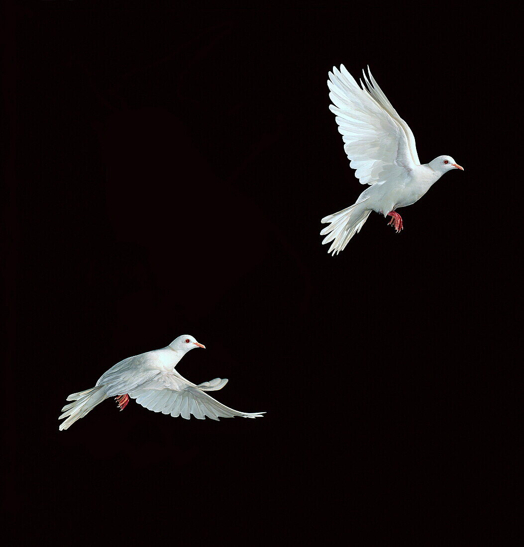 Java dove in flight, Multiflash, two images