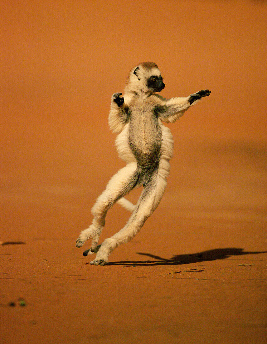 Larvensifaka, Propithecus verreauxi, beim Springen und Tanzen, Madagaskar, Afrika