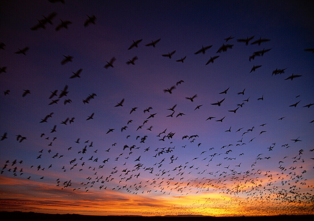 A group of snow geese leaving roost at dawn, Anser caerulescens, Bosque del Apache National Wildlife Reserve, New Mexico, USA
