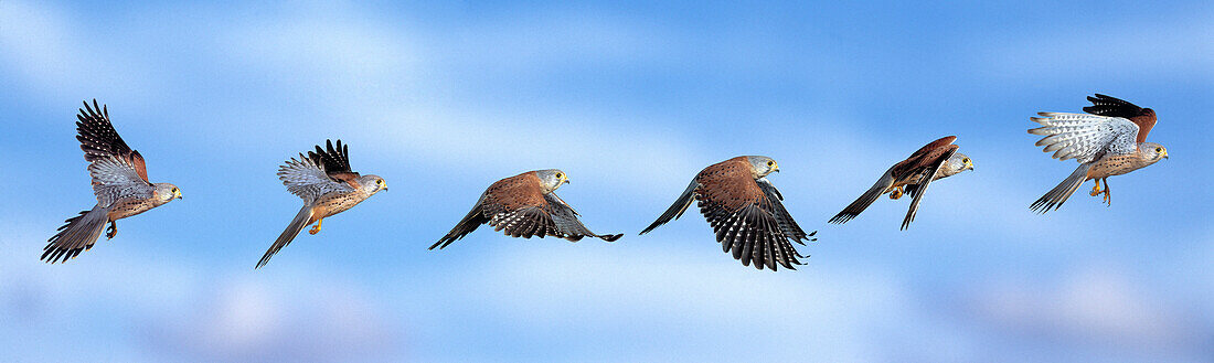 Kestral in flight, Falco tinnunculus, Bird of prey