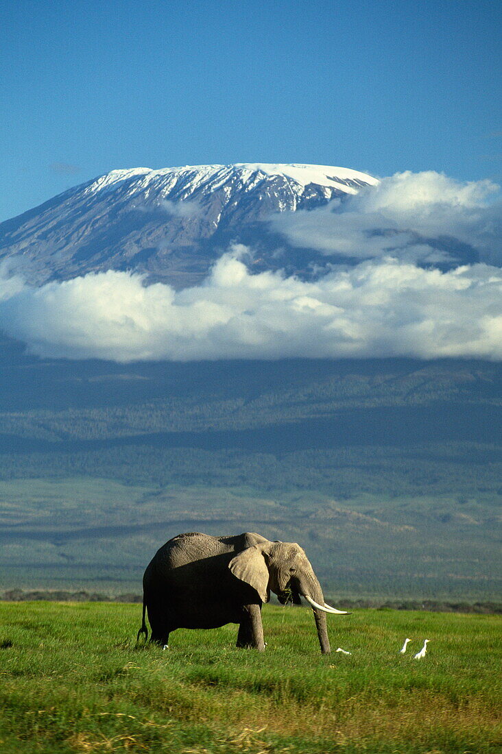 African elephant, Loxodonta africana, with Mount Kilimanjaro in the background, Amboseli National Park, Kenya, Africa
