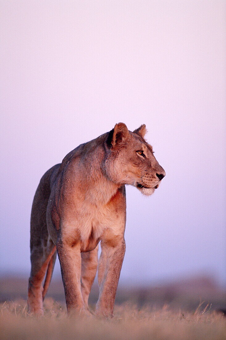 African lion female standing watchfully, Panthera leo, Savuti Area, Chobe National Park, Botswana