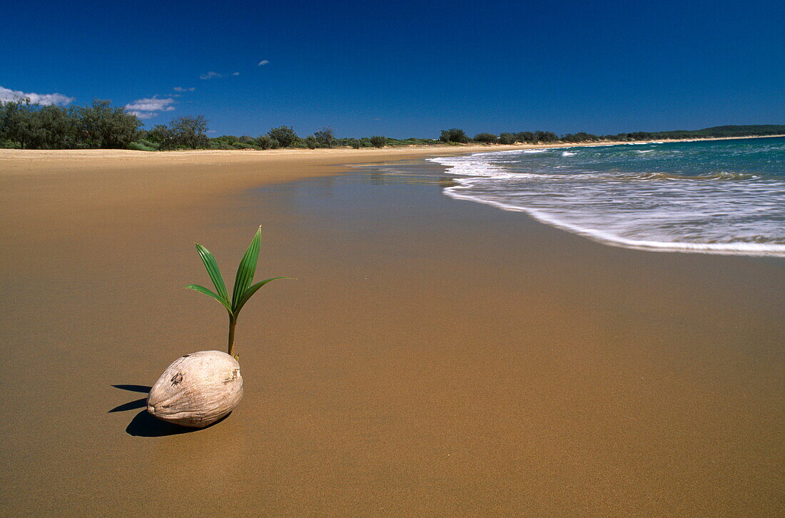Kokosnuss keimt am Strand, Queensland, Australien