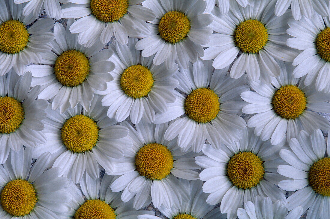 Nahaufnahme von Margeriten, Leucanthemum vulgare, Blumen