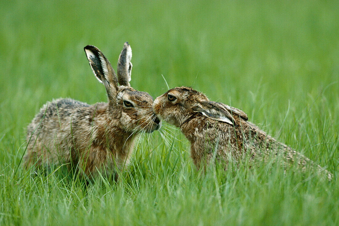 European brown hares nuzzling in a meadow in Summer, Lepus europaeus, England, Great Britain