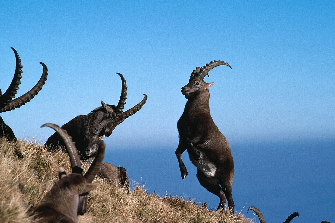 Kampf zweier Alpensteinböcke, Capra ibex, Luzern, Schweiz