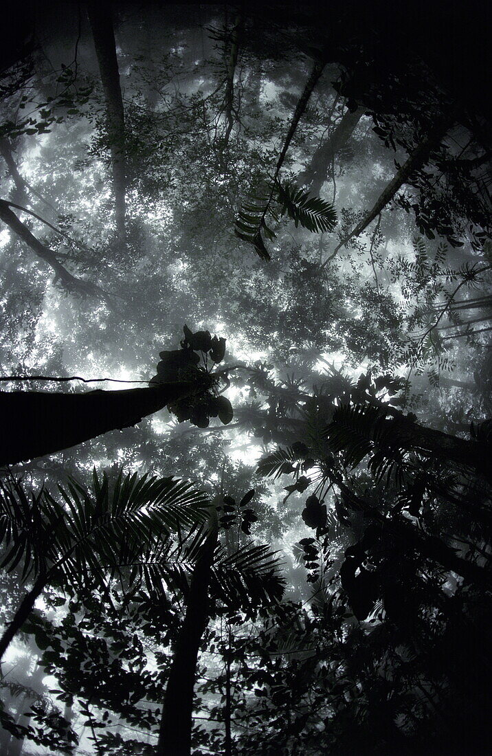 Tropical rainforest, Morning view upwards into misty canopy, Venezuela, South America