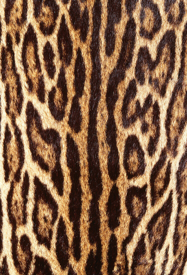 Nahaufnahme von Ozelot Fell, Leopardus pardalis, vom Aussterben bedrohte Art, Südamerika