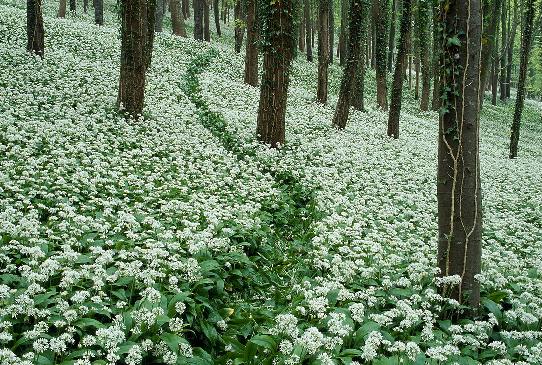 Bärlauch bedeckt gesamten Waldboden, Allium ursinum, England, Großbritannien