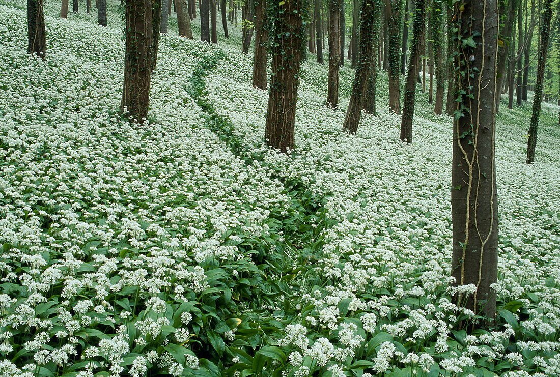 Wild garlic or ramsoms growing beneath trees in a wood, Woodlands, Allium ursinum, England, Great Britain
