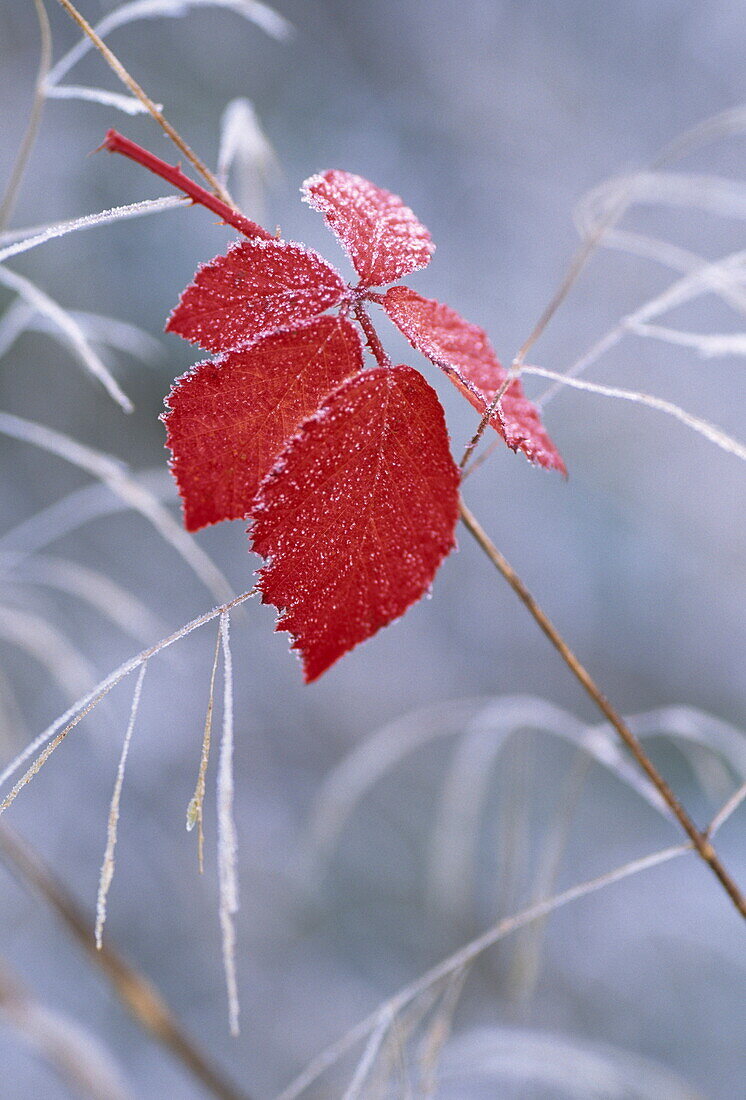 Red bramble leaf caught on frosted grass, Dorset, England, Great Britain
