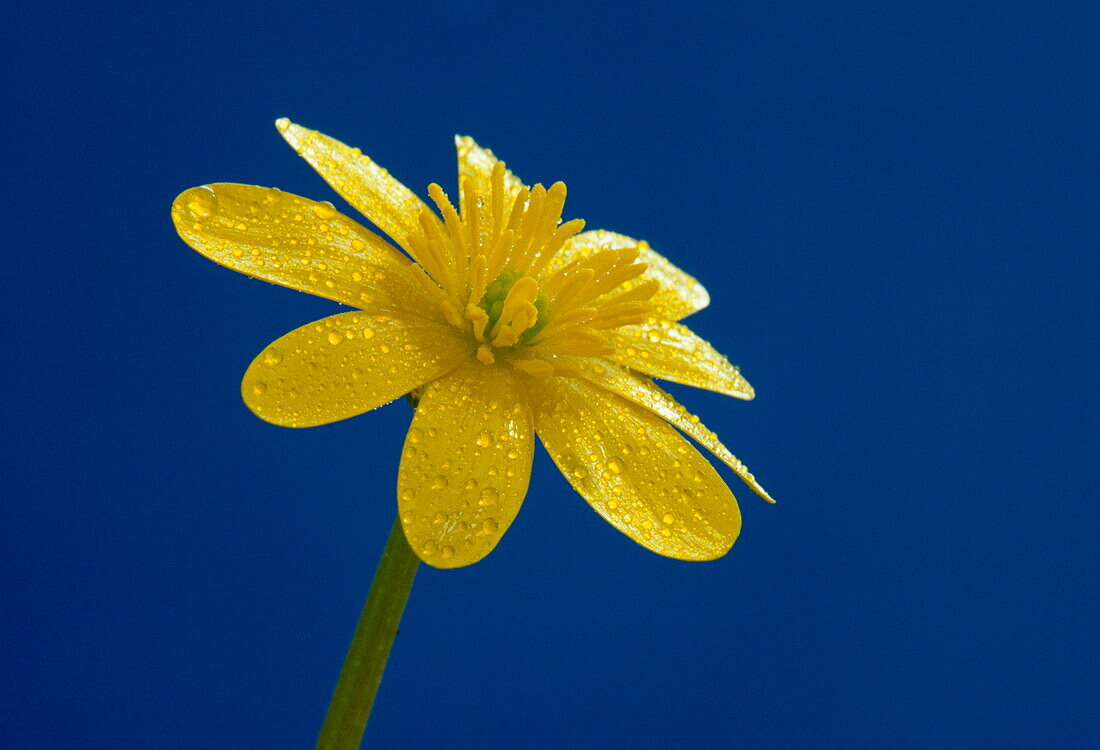 Scharbockskraut, Ranunculus ficaria, Dorset, England, Großbritannien