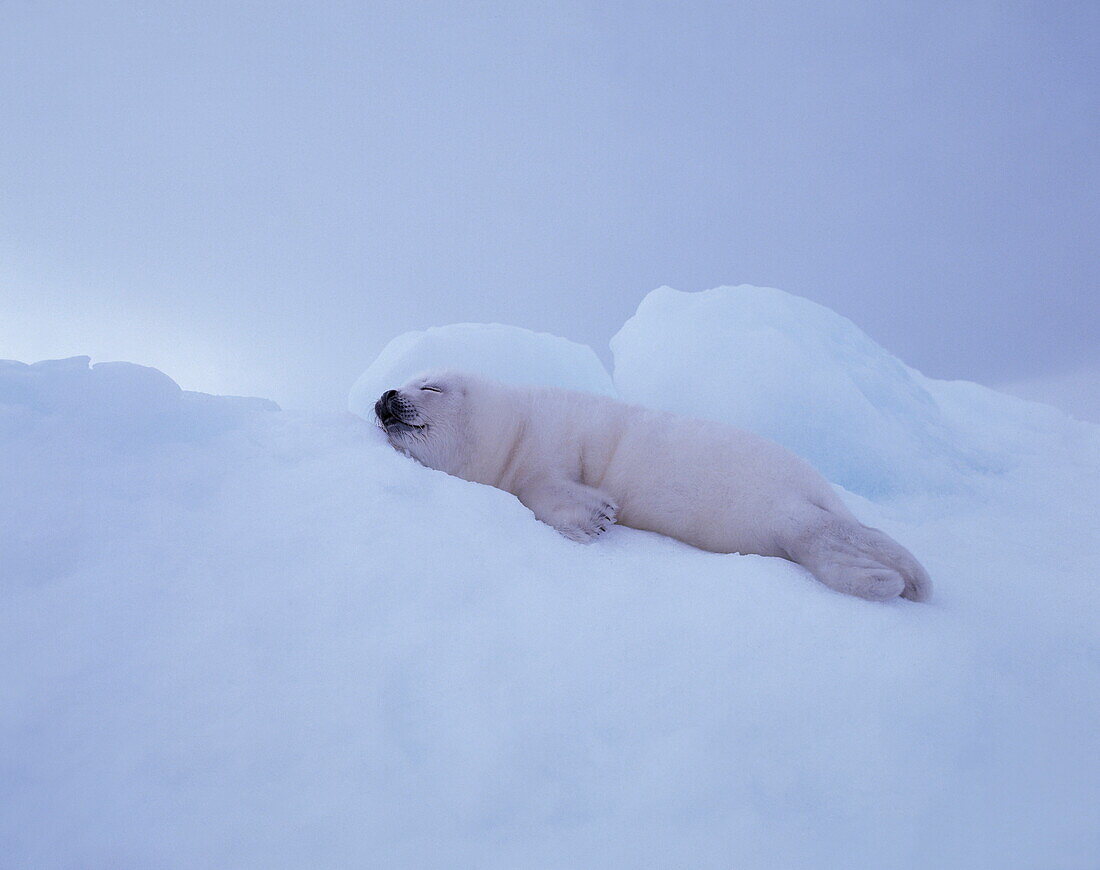 Young harp seal resting on ice, Phoca groenlandica, North America
