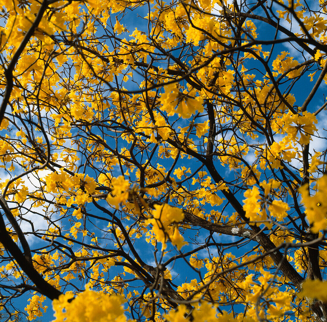 Brazilian yellow ipe tree in flower, Tabebuia, Sao Paulo, Brazil