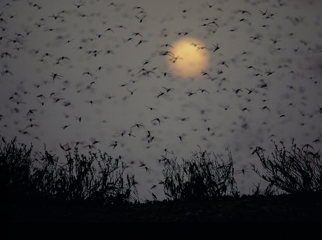 Desert locust swarm in flight, Schistocerca gregaria, Mauritania 1994