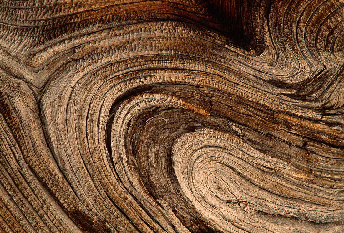 Nahaufnahme der Maserung im Holz einer Grannen Kiefer, Kalifornien, USA, Amerika