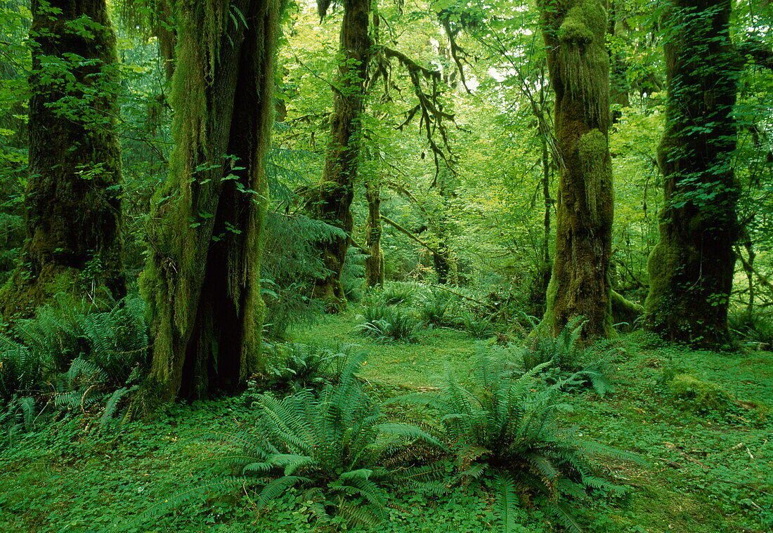 Old growth forest, Hoh Rainforest, Olympic National Park, Washington, USA, America