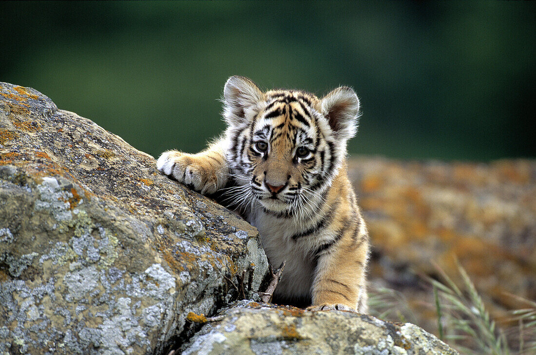 Bengal tiger cub on rocks