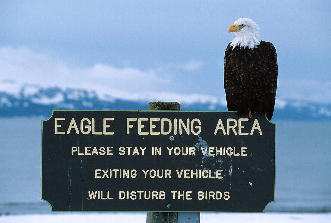 Weisskopfseeadler auf einem Warnschild, Homer, Alaska, USA, Amerika