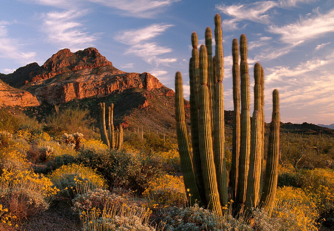 Brittlebusch und Kakteen unter Wolkenhimmel, Ajo Berge, Sonoran Wüste, Organ Pipe Cactus Nationalpark, Arizona, USA, Amerika