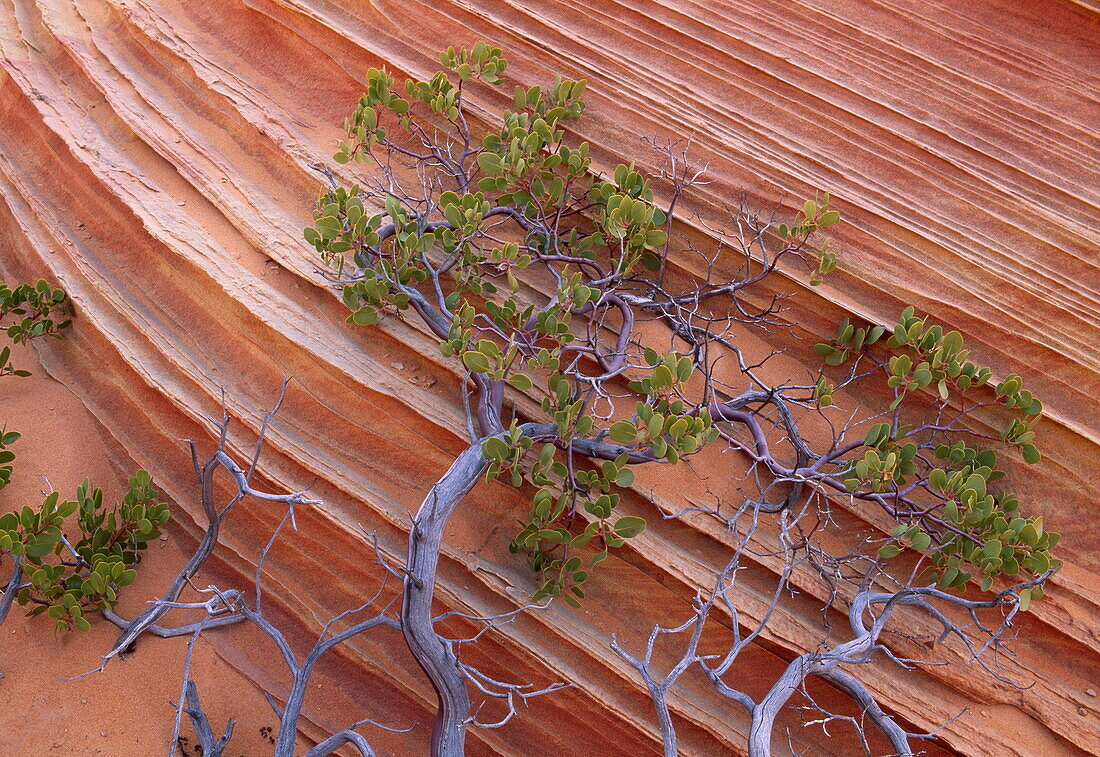 Sandstone and Manzanita tree at Paria Canyon, Vermilion Cliffs, Wilderness, Colorado Plateau, Arizona, USA, America