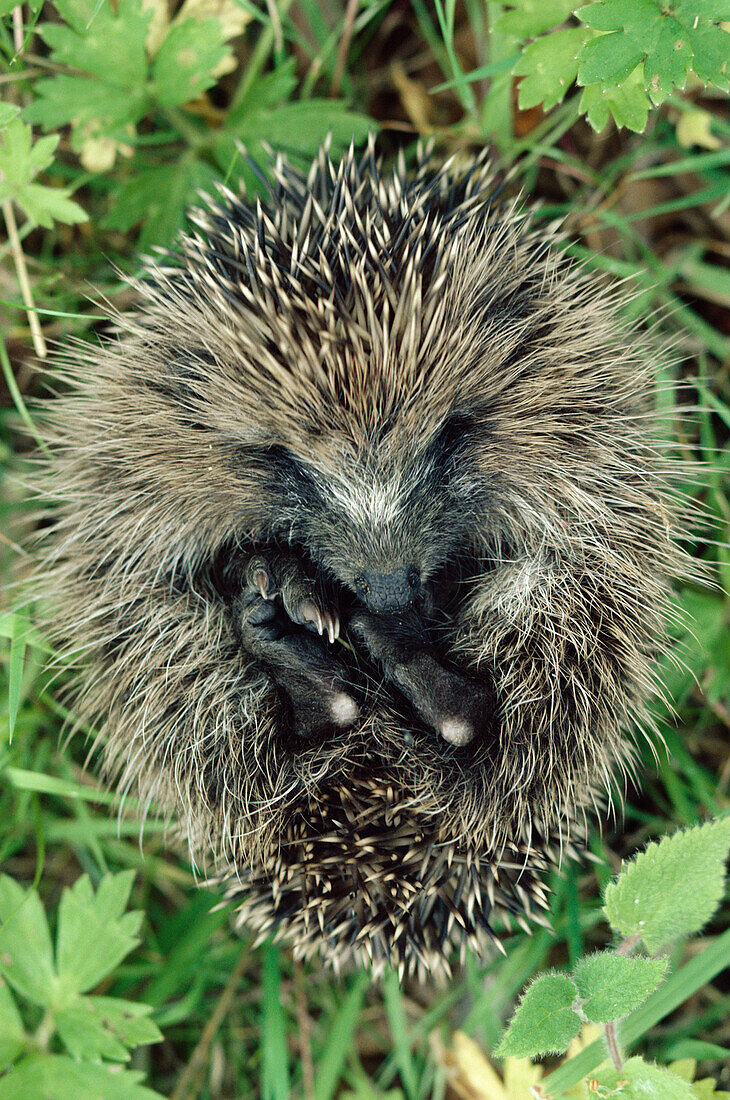 Young hedgehog curled up, England, Great Britain, Europe