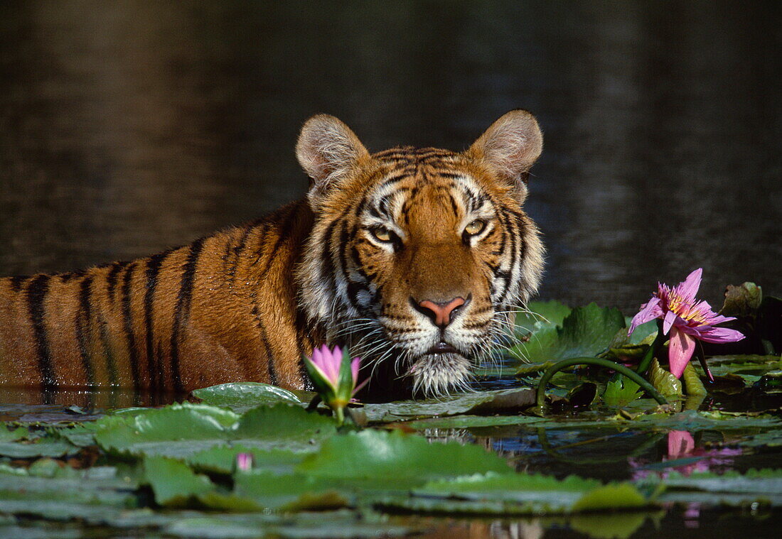 Tiger bathing in a pond, Safari park, Bangkok, Thailand, Asia