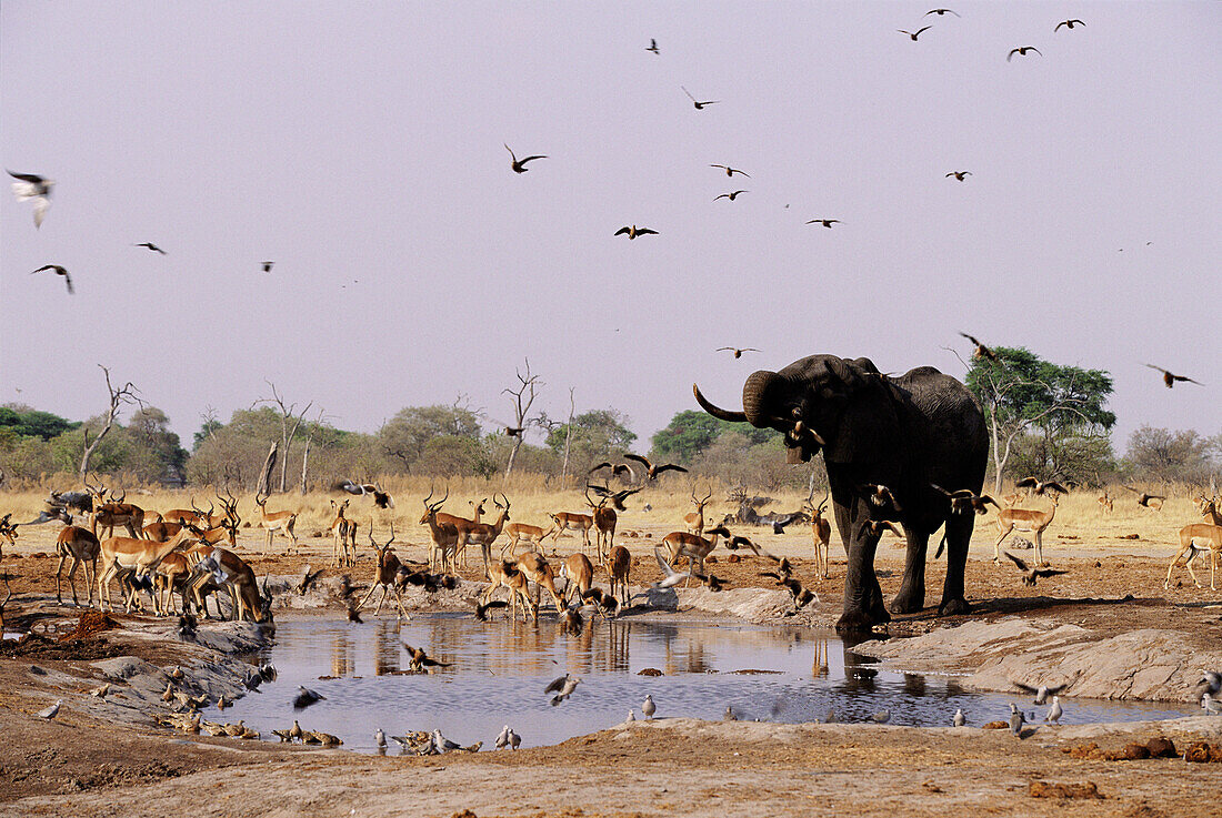 Elephant and Impalas drinking at the waterhole, Savuti Area, Chobe National Park, Botswana, Africa