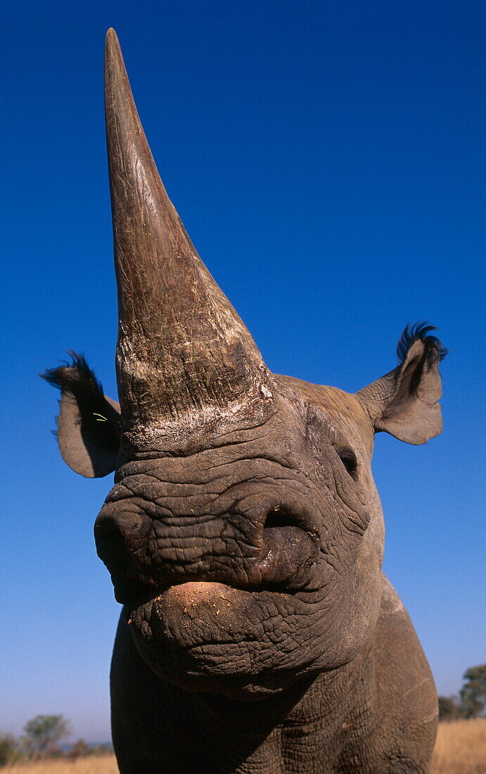 Black rhinoceros under blue sky, Africa
