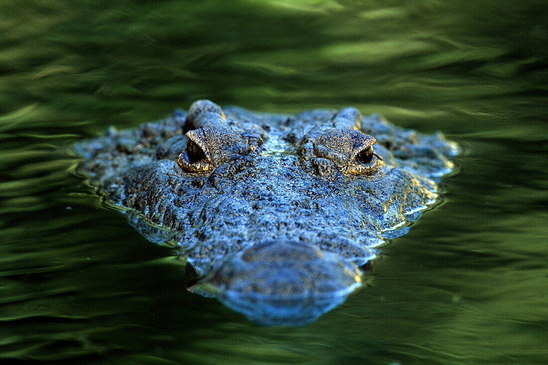 Kopf eines Nilkrokodils schaut aus dem Wasser heraus