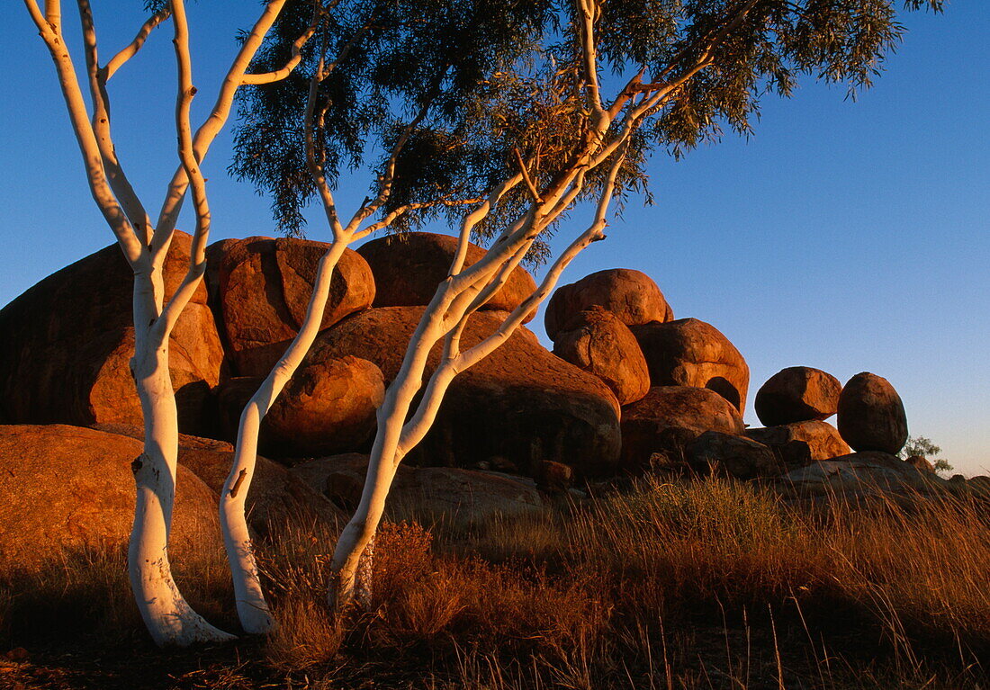 Devil's marbles, granite boulders and eucalyptus tree in the evening light, Northern Territory, Australia