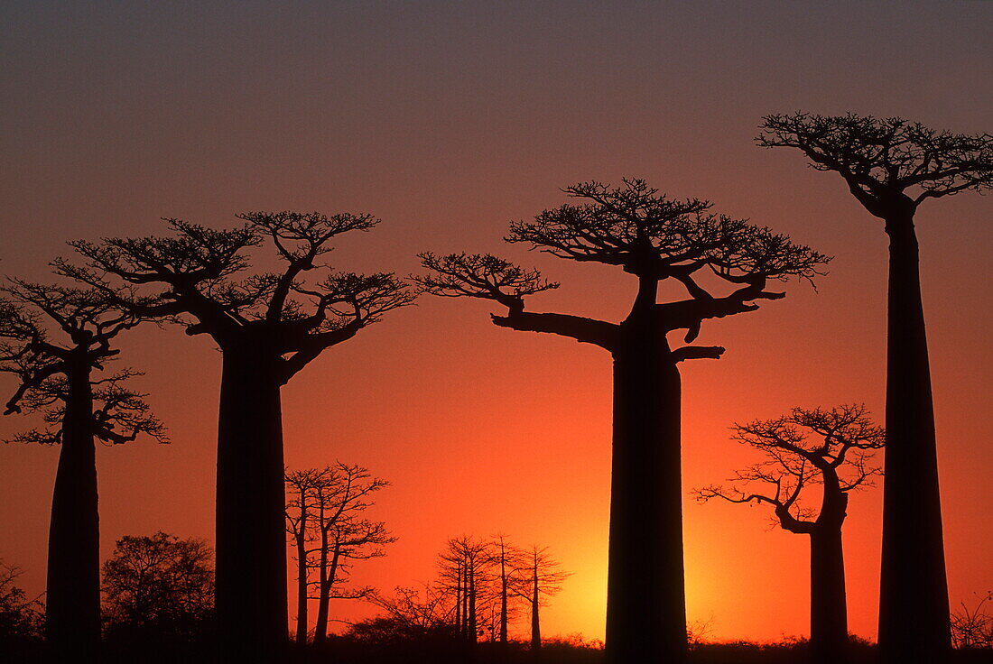 Baobab trees at sunset, Morondava, Madagascar, Africa