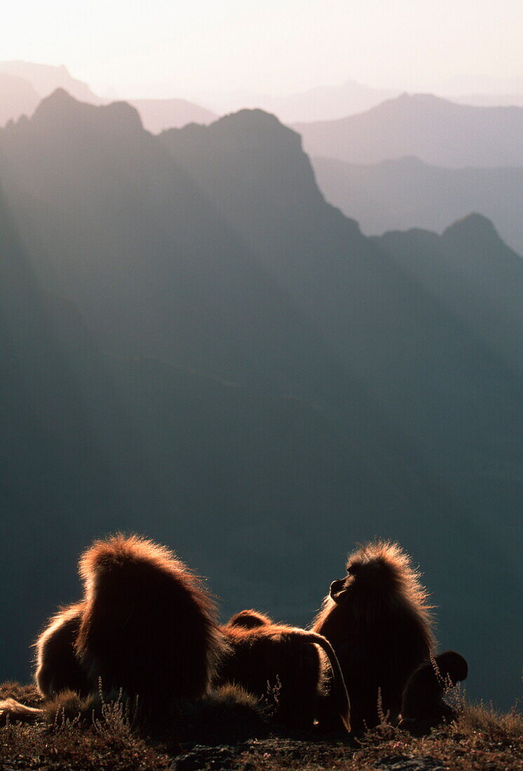 Gelada baboons in the sunlight, Simien Mountains National Park, Ethiopia, Africa