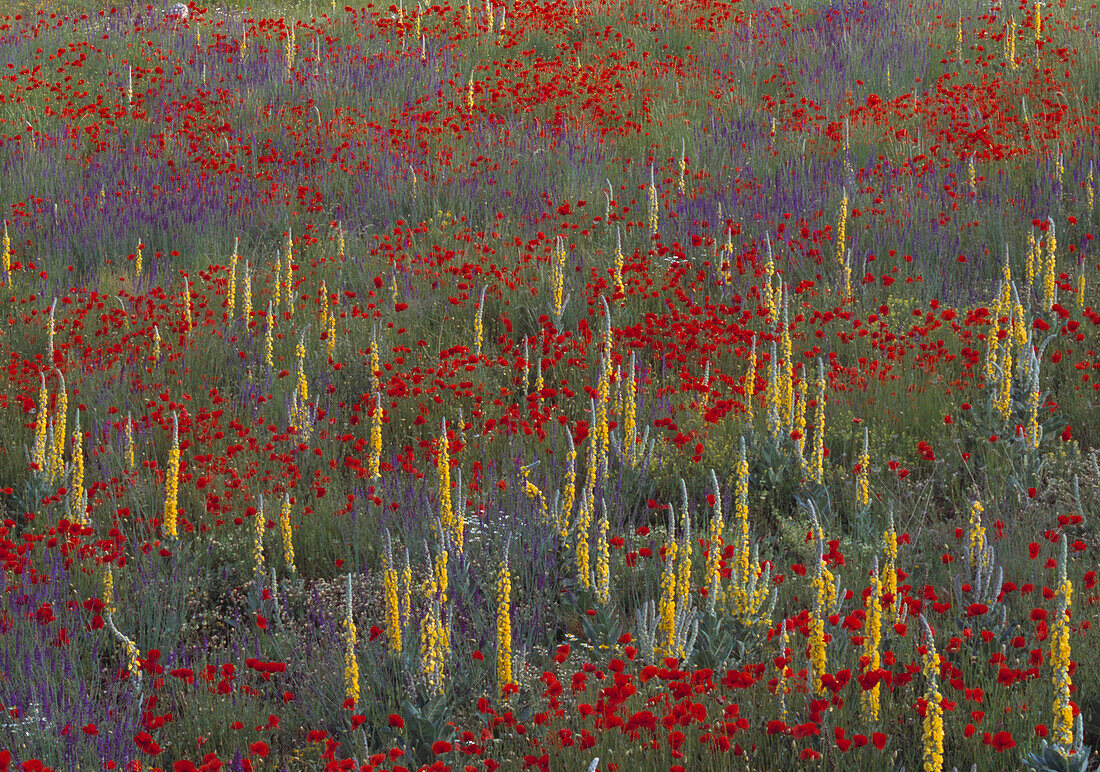 Frühlingswiese mit Mohnblumen und Königskerzen, Gran Sasso Nationalpark, Abruzzo, Italien, Europa