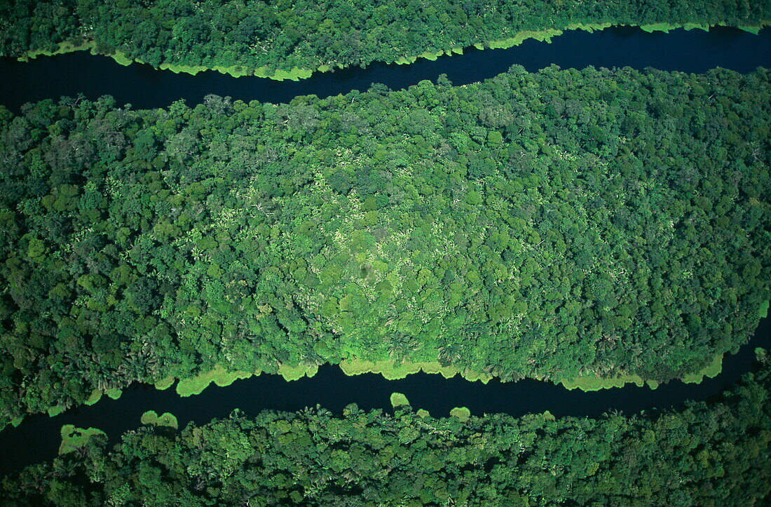Aerial view of the rainforest, Tortuguero National Park, Costa Rica, Central America