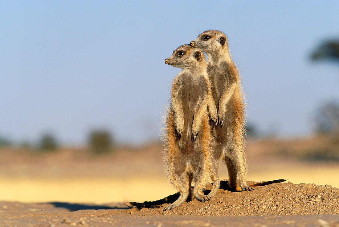 Two suricates being on the outlook, Kalahari Gemsbok National Park, Namibia, Africa