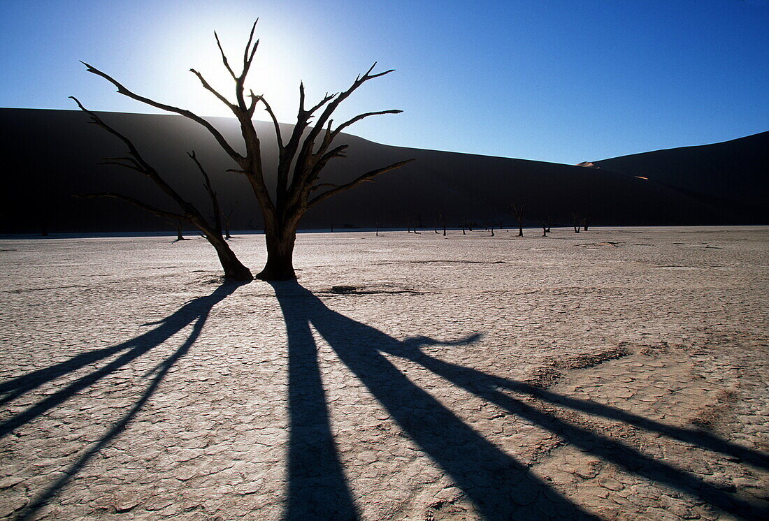 Tote Bäume im Gegenlicht in der Wüste, Sossusvlei, Namib Naukluft Nationalpark, Namibia, Afrika