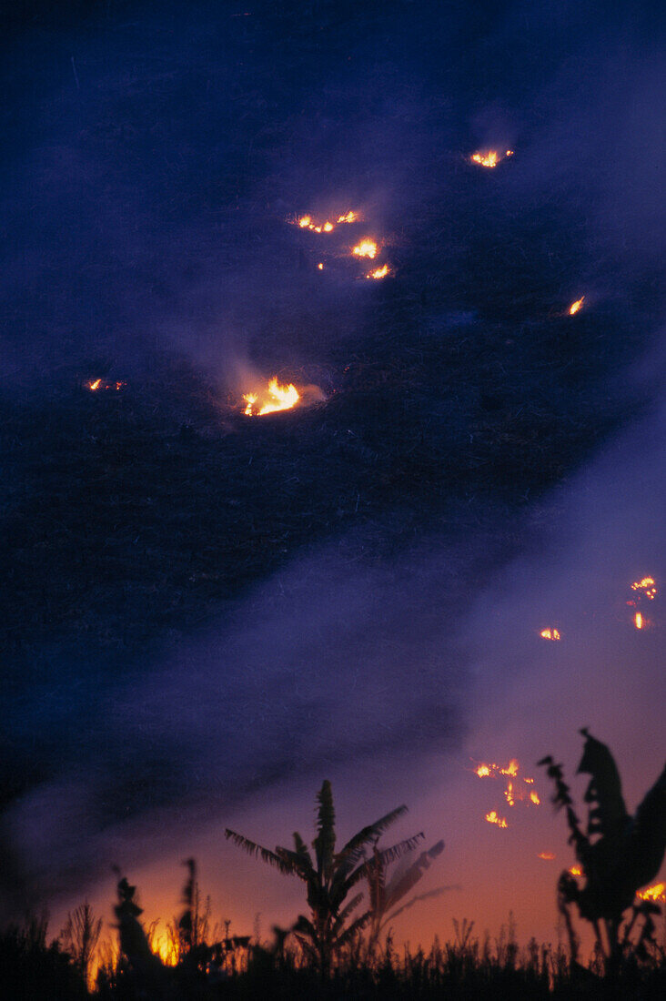 Brandrodung im Regenwald, Madagaskar, Afrika