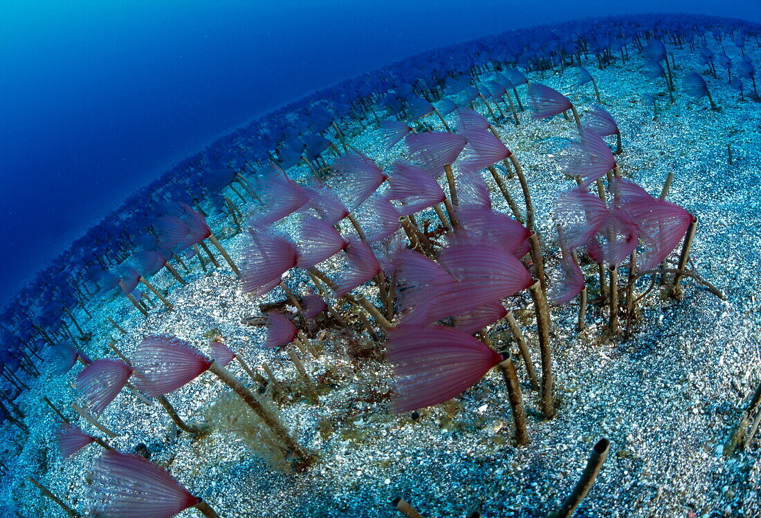 Grosse Gruppe von Fächerwürmern in 35m Tiefe auf dem Meersboden, Yawatano, Shizuoka, Japan, Asien