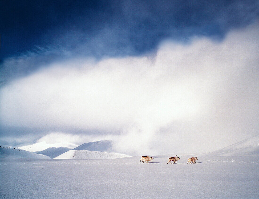 Svalbard reindeers in snow covered landscape, Reindalen valley, Svalbard, Norway, Europe