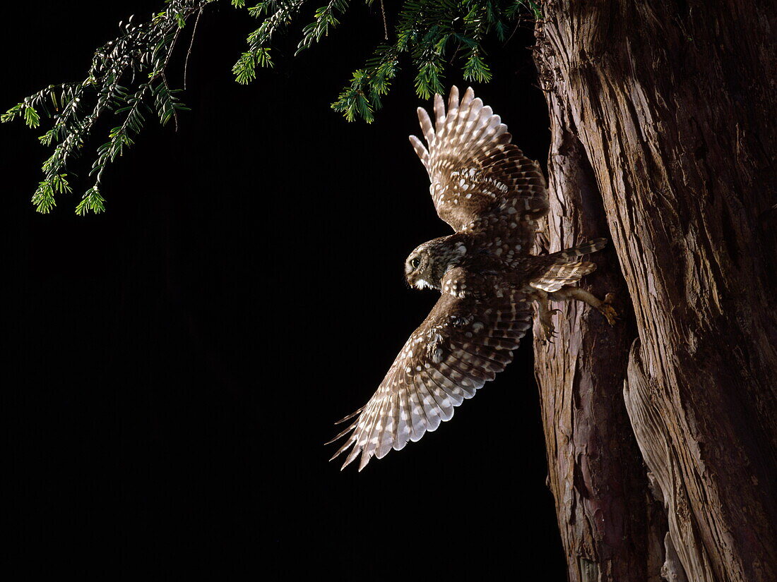 Little owl in flight from nest in yew tree
