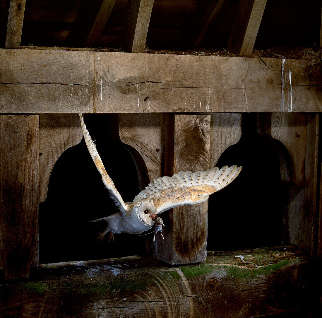 Schleiereule mit Maus im Schnabel fliegt in ihr Nest im Glockenturm