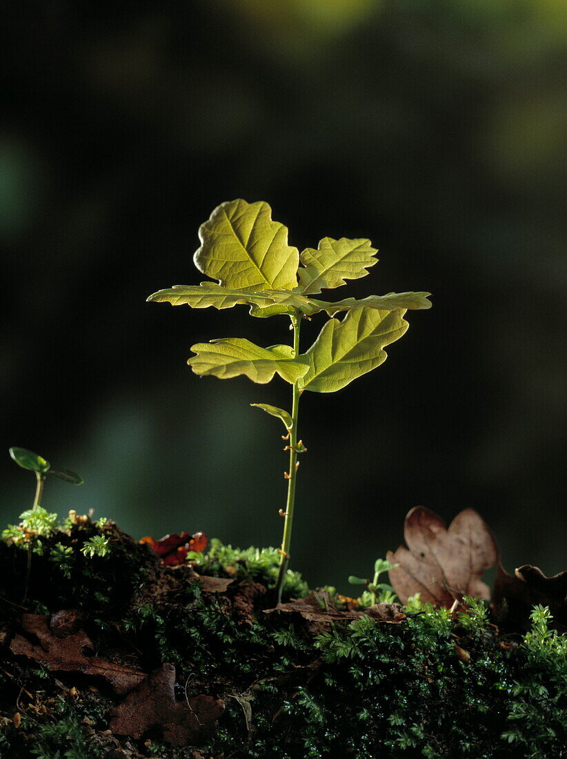 Close up of an English oak seedling