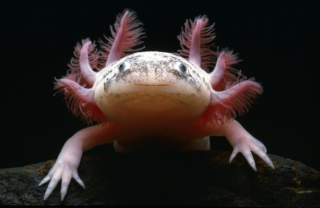 Nahaufnahme eines Axolotl