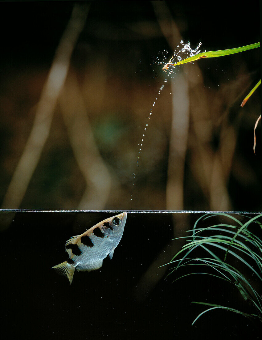 Archerfish firing jet of water to bring down an insect