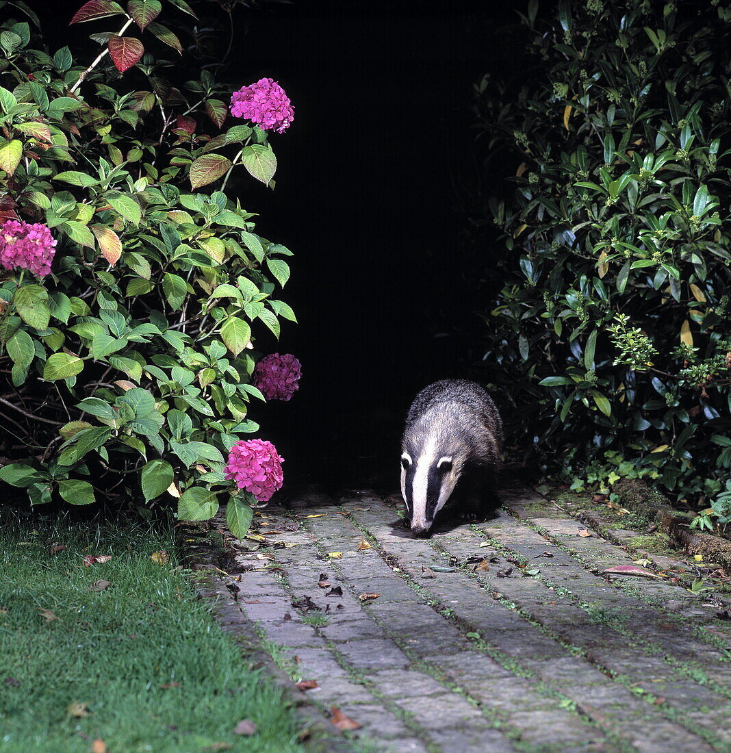 Badger on a garden path at night, England, Great Britain, Europe