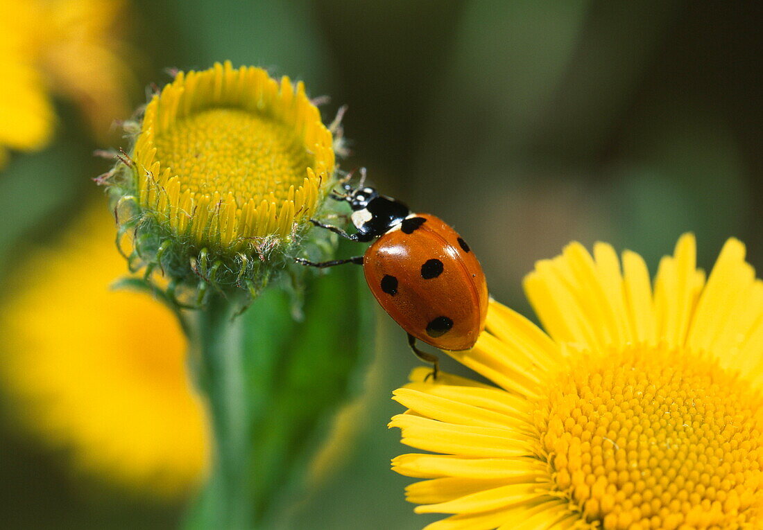 Seven spot ladybird between two Fleabane flowers